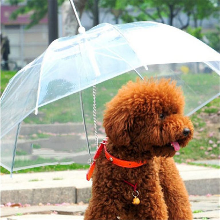 Umbrella Dog Leash — Luxenmart Up to 80 Off, All For You