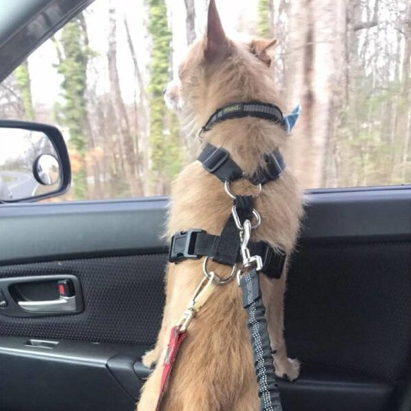 Doggy Seatbelt - Dog Seat Belt Dog Car Seatbelts Adjustable Pet Seat Belt for Vehicle Nylon Pet Safety Seat Belts Elastic & Reflective