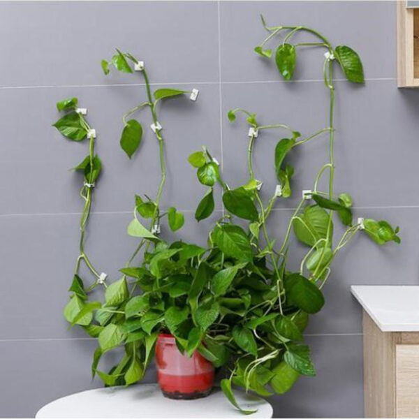 Plant climbing wall Self-Adhesive Fastener Tied fixture Vine Buckle Hook Garden plant wall climbing Vine Clips Fixed Buckle Hook